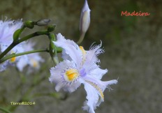 Meine Lieblingsiris dort im Monte Palace Park - ganze 10cm zart!My favourite Iris at the Monte Palace Park- 10cm delicate