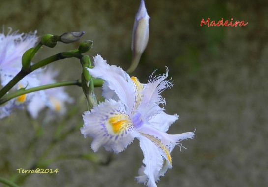 Meine Lieblingsiris dort im Monte Palace Park - ganze 10cm zart! My favourite Iris at the Monte Palace Park- 10cm delicate